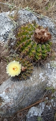 Parodia erinaceus