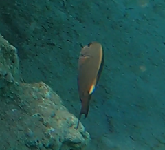 Acanthurus
