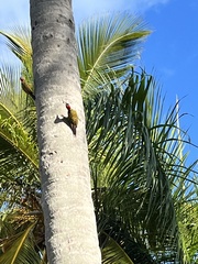 Melanerpes striatus