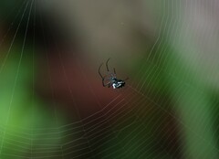 Leucauge argentina