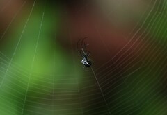 Leucauge argentina