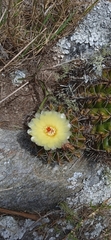 Parodia erinaceus