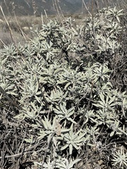 Salvia apiana: Herkunft und Verwendung — Foto 3