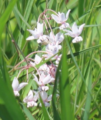 Asclepias gordon-grayae