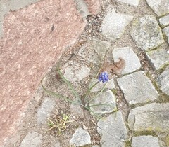 Muscari