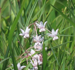 Asclepias gordon-grayae