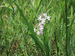 Asclepias gordon-grayae