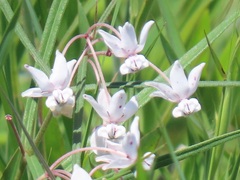 Asclepias gordon-grayae