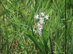Asclepias gordon-grayae