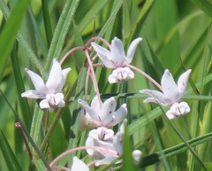 Asclepias gordon-grayae