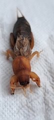 Gryllotalpa vineae