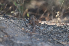 Aspidoscelis maximus