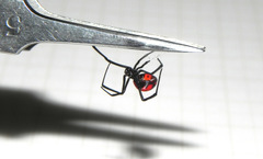 Latrodectus curacaviensis