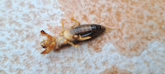 Gryllotalpa vineae
