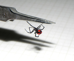 Latrodectus curacaviensis