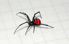 Latrodectus curacaviensis