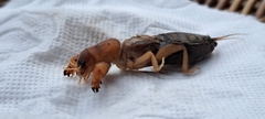 Gryllotalpa vineae