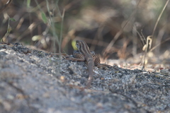 Aspidoscelis maximus