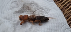 Gryllotalpa vineae