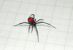 Latrodectus curacaviensis