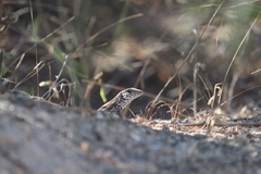 Aspidoscelis maximus