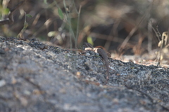 Aspidoscelis maximus