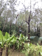 Trichonephila inaurata madagascariensis
