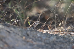 Aspidoscelis maximus