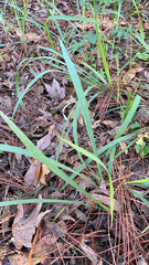 Chasmanthium sessiliflorum