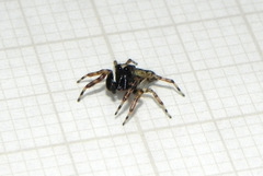 Titanattus parvus