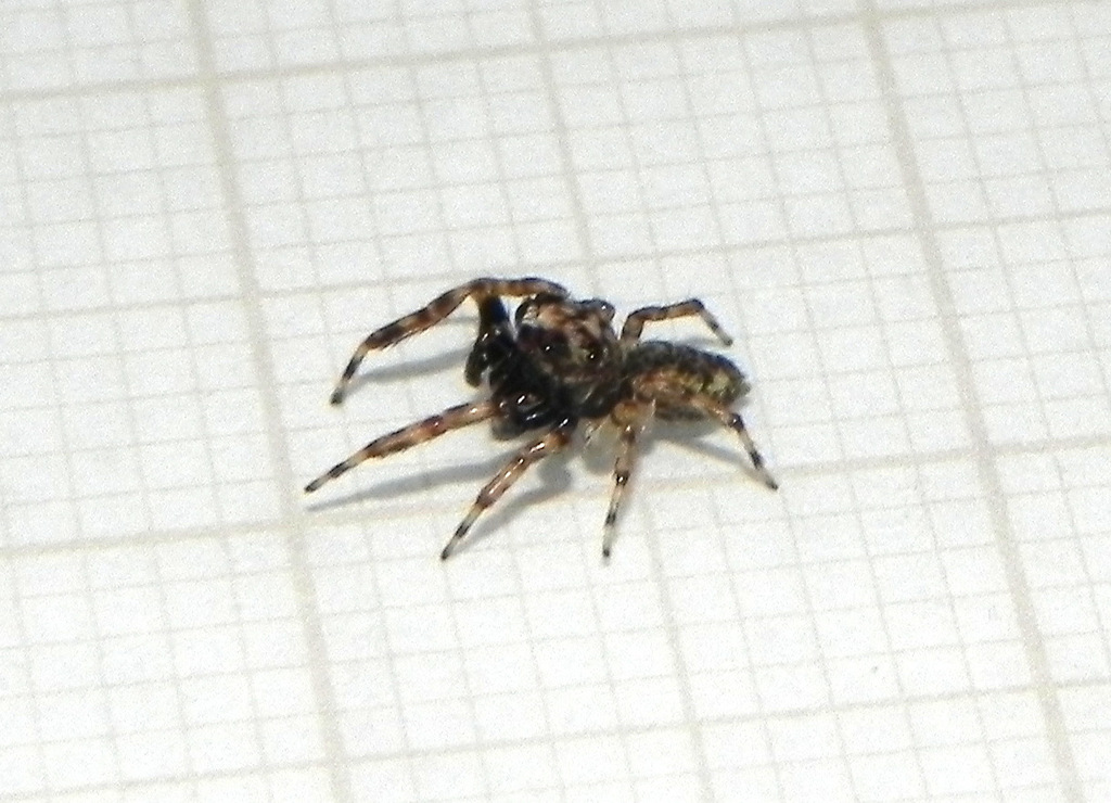 Titanattus parvus