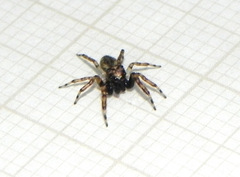 Titanattus parvus