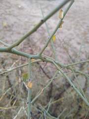 Sarcomphalus obtusifolius