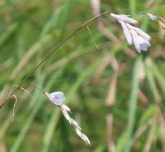 Dierama argyreum