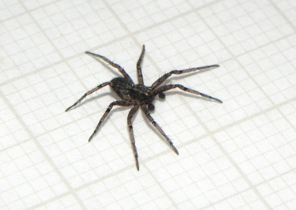 Cleocnemis zabele