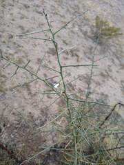 Sarcomphalus obtusifolius