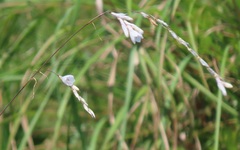Dierama argyreum