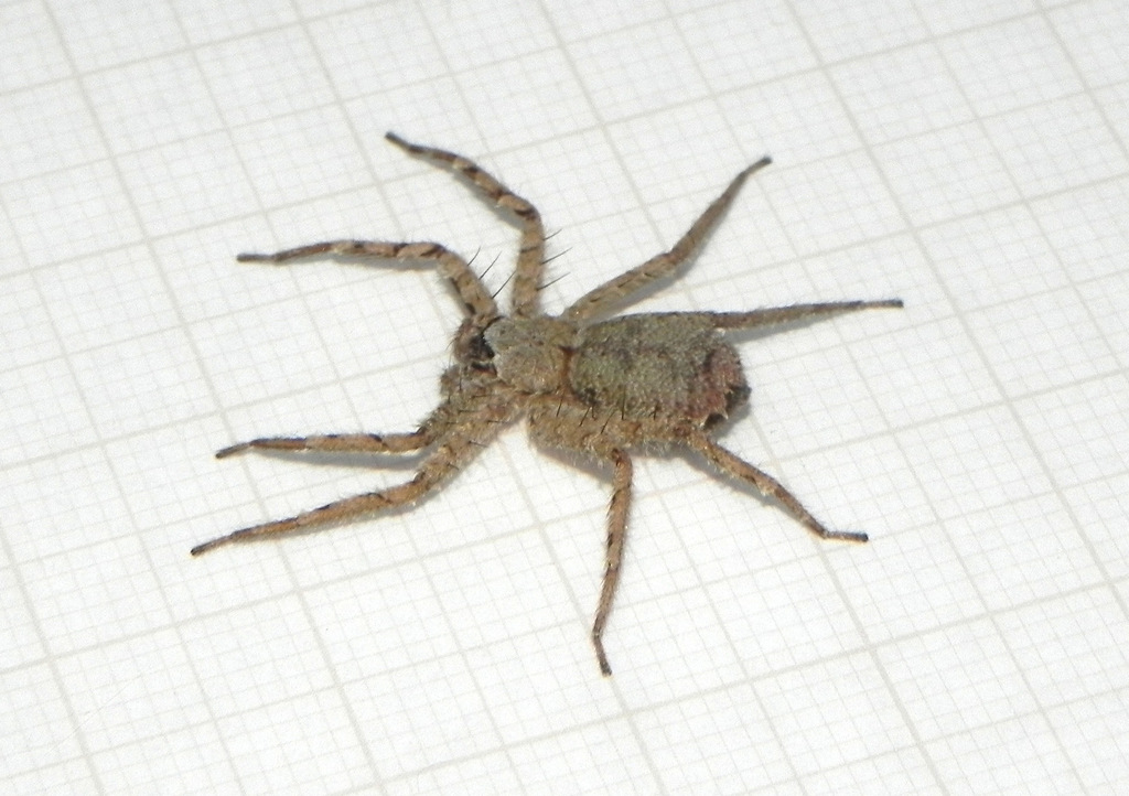 Selenops maranhensis