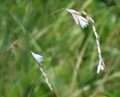Dierama argyreum
