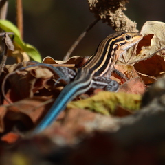 Aspidoscelis hyperythrus