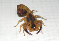 Tityus martinpaechi