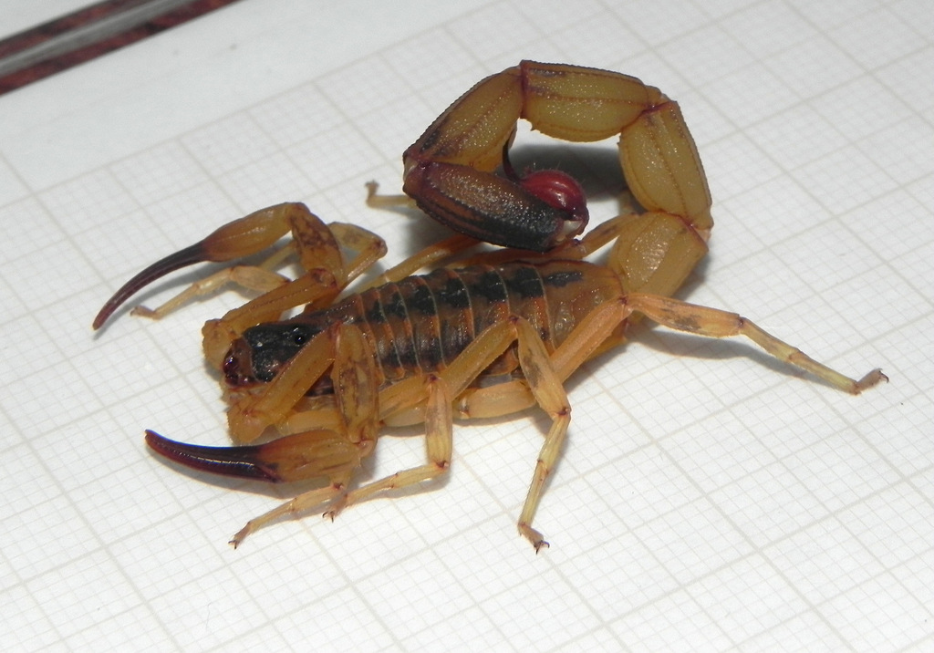Tityus martinpaechi