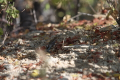 Aspidoscelis hyperythrus