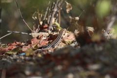 Aspidoscelis hyperythrus