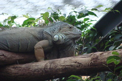 Iguana