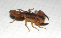 Tityus martinpaechi