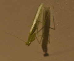 Tropidomantis