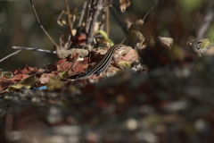 Aspidoscelis hyperythrus