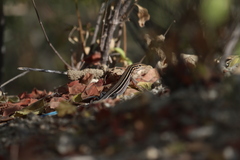 Aspidoscelis hyperythrus