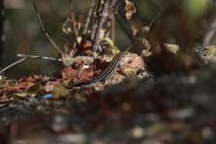 Aspidoscelis hyperythrus